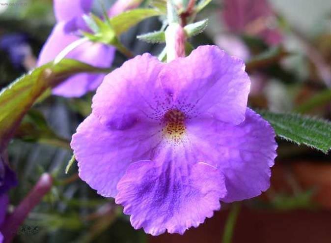 Fotky: Achimenes, Honz�k, K�iv�tka (foto, obrazky)