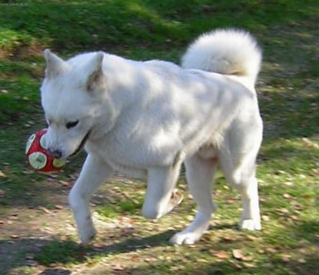 Foto: Akita-inu-Akim. Majitelka: Erika
