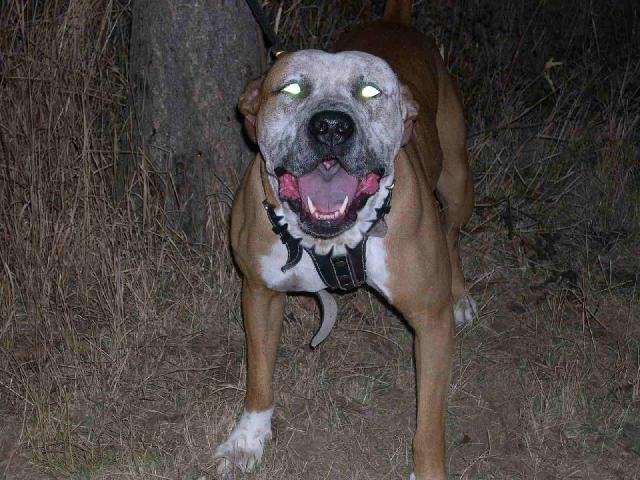 Fotky: Americk� pitbull teri�r (foto, obrazky)