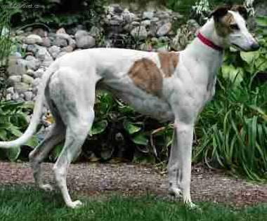 Fotky: Anglick� chrt (foto, obrazky)