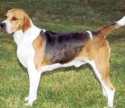 Fotky: Anglick� foxhound (foto, obrazky)