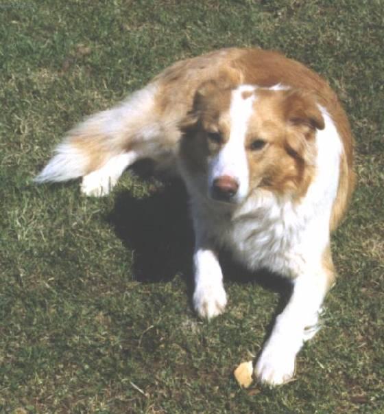 Foto: Anglick� ov��ck� pes