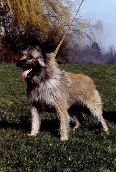 Foto: Ardensk� bouvier