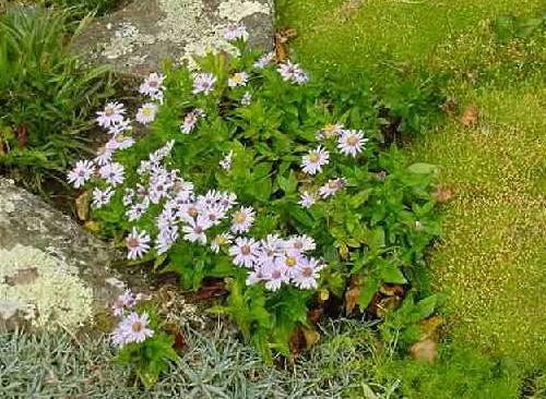 Foto: Astra alp�nsk�, hv�zdice alpsk�
