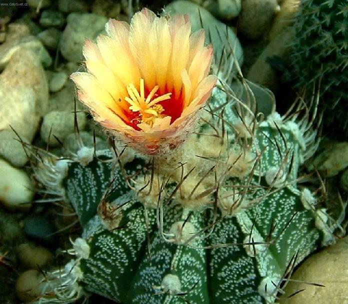 Foto: Astrophytum