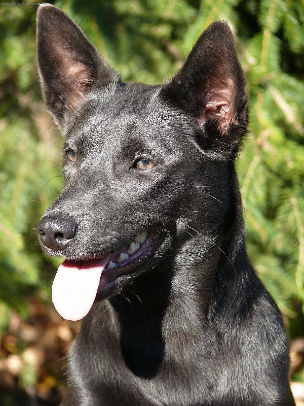 Fotky: Australsk� kelpie (foto, obrazky)