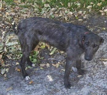 Fotky: Australsk� chrt (foto, obrazky)