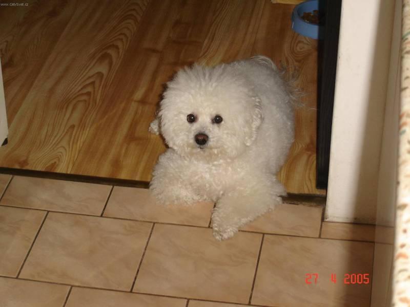 Fotky: Bi�onek (foto, obrazky)