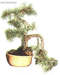 Foto: Bonsaj-Ishitsuki