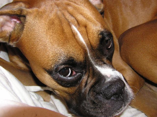 Foto: N�meck� boxer-Aemi se n�kdy r�da fot�. Majitelka: M�la Macourkov�