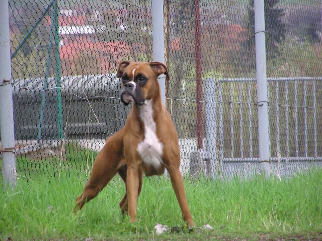 Fotky: N�meck� boxer (foto, obrazky)