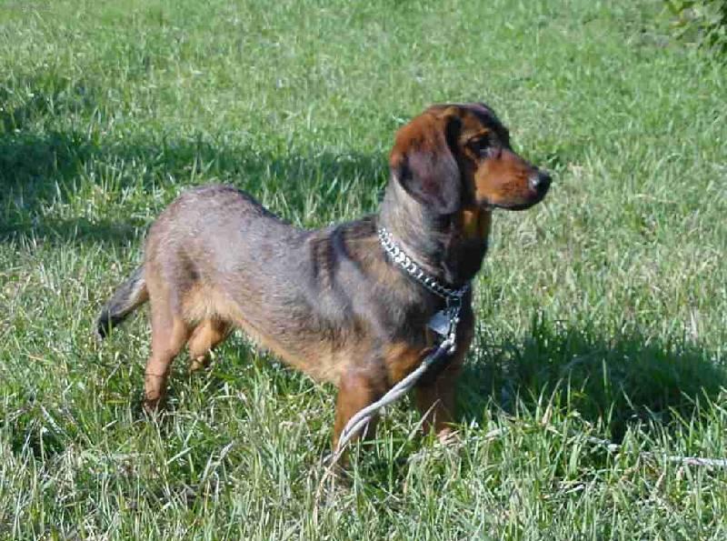 Foto: Alpsk� jezev��kovit� brak��