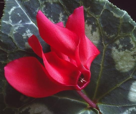 Foto: Cikl�men, Brambo��k