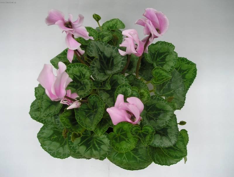 Fotky: Cikl�men, Brambo��k (foto, obrazky)