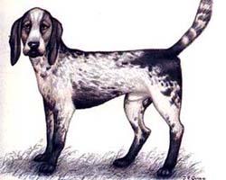 Fotky: Brazilsk� honi� (foto, obrazky)