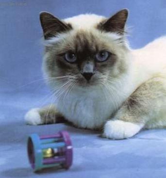 Fotky: Britsk� kr�tkosrst� ko�ka (colourpoint) (foto, obrazky)