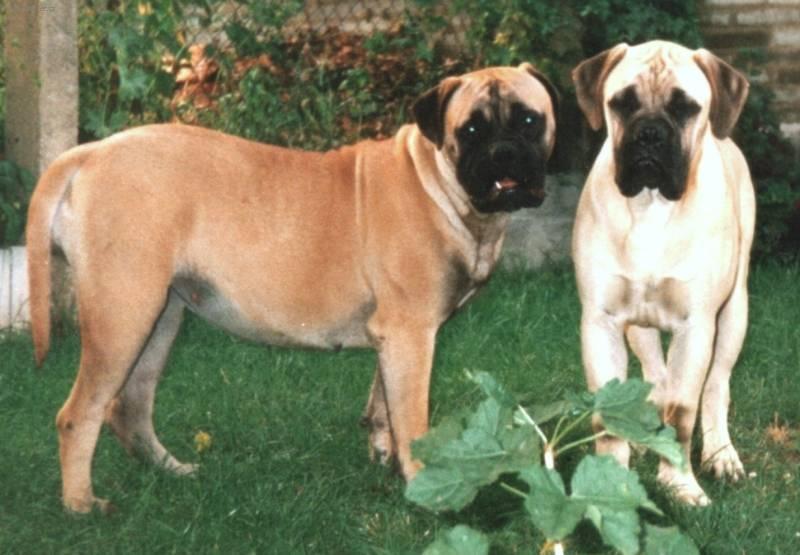 Foto: Bullmastif-Chovatelsk� stanice Rott-Bull: Hl�novi
