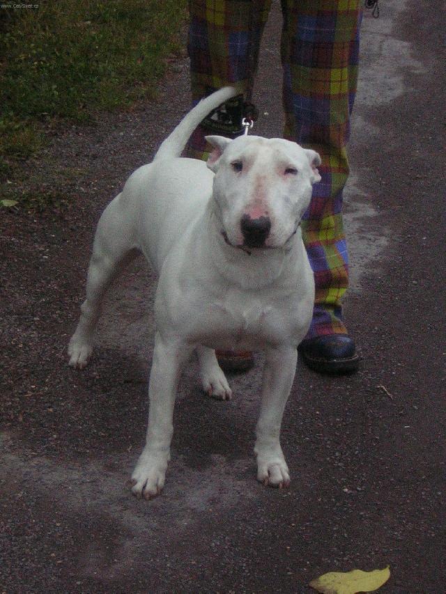 Fotky: Bulteri�r (Bullteri�r) (foto, obrazky)