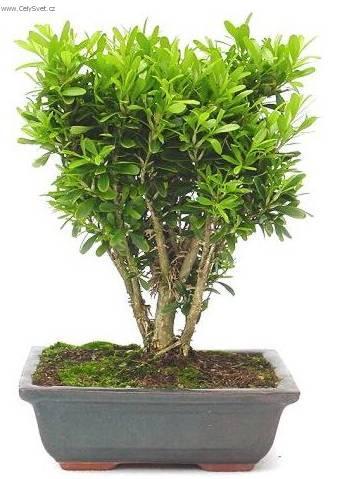 Fotky: Buxus harlandii, buxus microphylla sinica, Zimostr�z (foto, obrazky)
