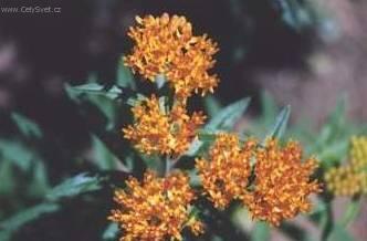 Fotky: �echrava (foto, obrazky)