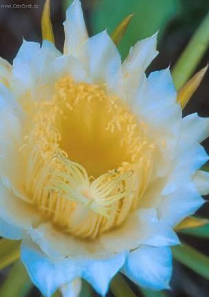 Foto: Cereus
