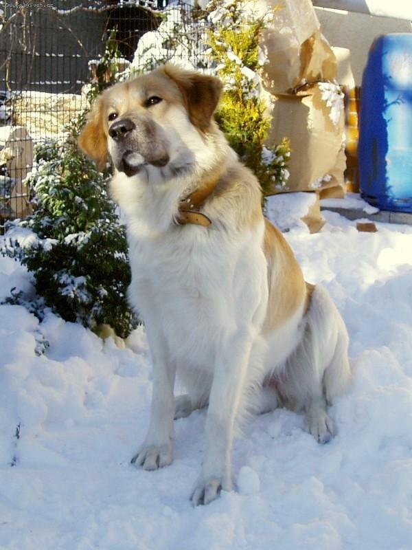 Fotky: �esk� horsk� pes (foto, obrazky)