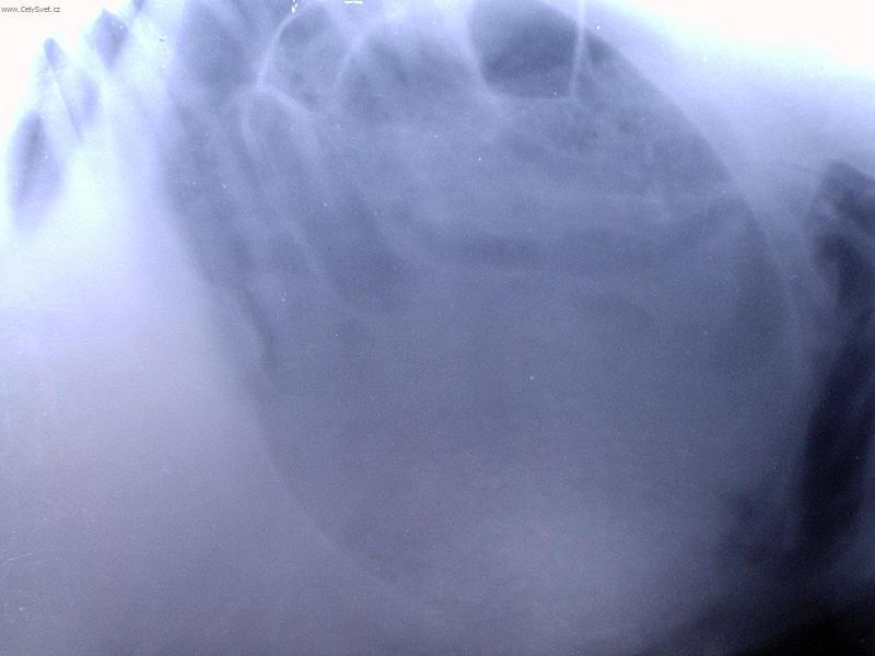 Fotky: Chirurgie m�kk�ch tk�n� (foto, obrazky)