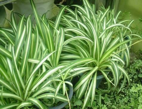 Foto: Chlorofytum, Zelenec