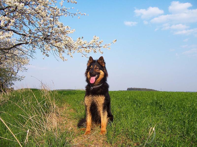 Fotky: Chodsk� pes (foto, obrazky)