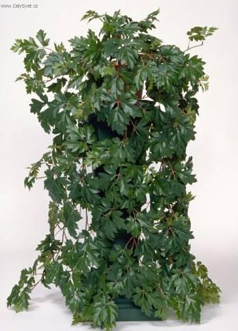 Fotky: Cisus, �umen (foto, obrazky)