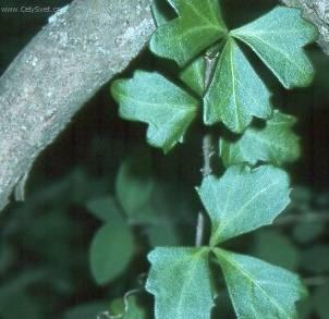 Foto: Cisus, �umen