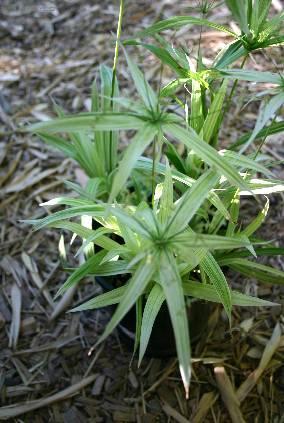 Foto: Cyperus, ��chor