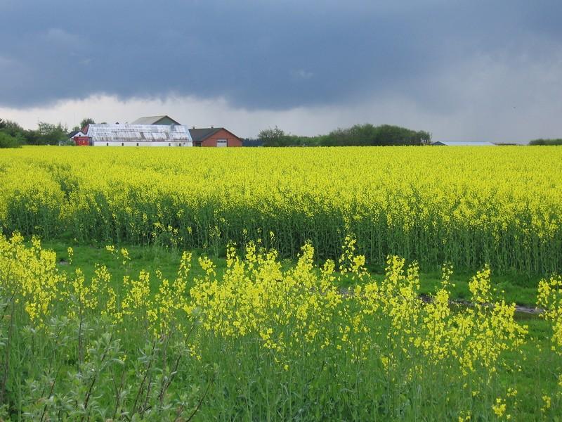 Fotky: D�nsko (foto, obrazky)