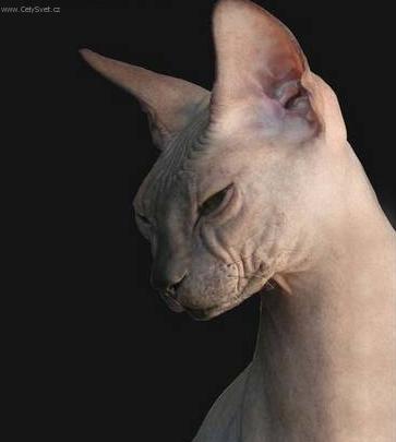 Fotky: Donsk� sphynx (foto, obrazky)