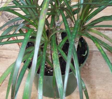 Fotky: Dra�inec, drac�na (foto, obrazky)