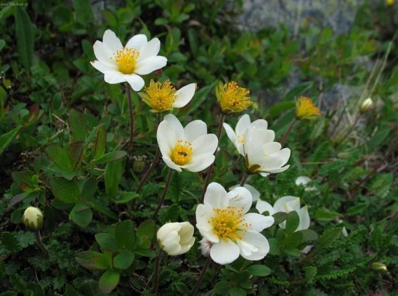 Foto: Dry�dka osmipl�te�n�