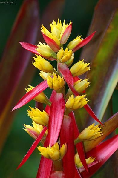 Fotky: �chmea (foto, obrazky)
