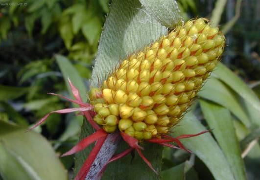 Foto: �chmea