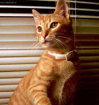 Fotky: Egyptsk� mau (foto, obrazky)