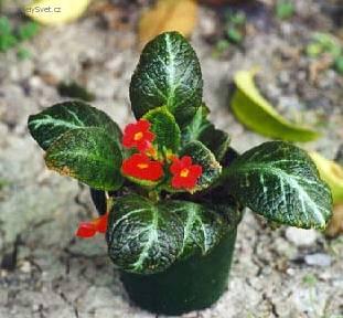 Foto: Episcia