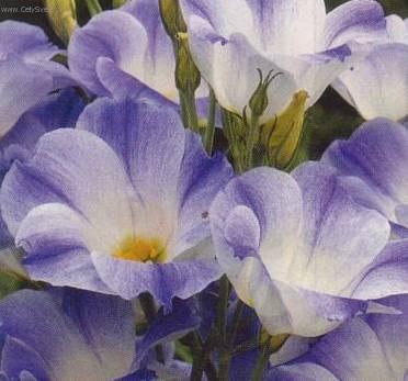 Fotky: Eustoma, j�cnovka (foto, obrazky)