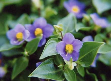 Foto: Exakum, ho�kolist