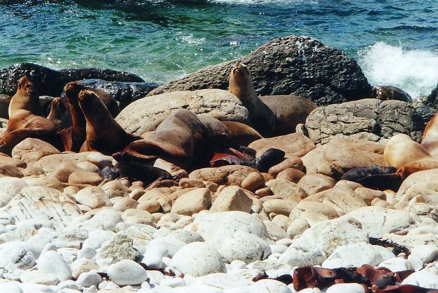 Foto: Falklandy