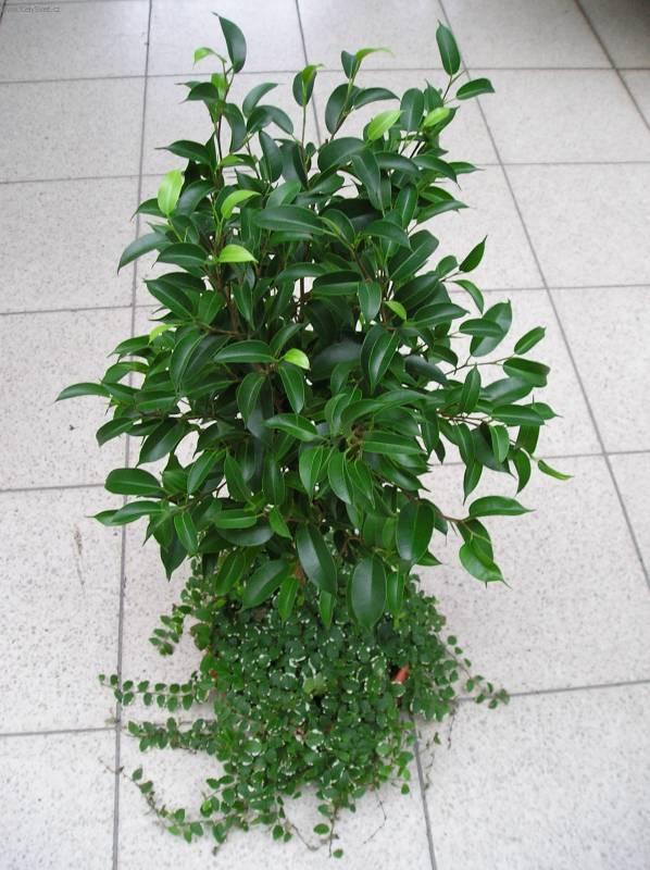 Foto: Fikus Bend�amina-Z vlastn� sb�rky