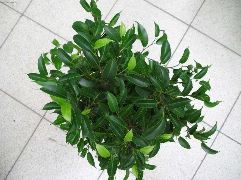 Foto: Fikus Bend�amina-Z vlastn� sb�rky