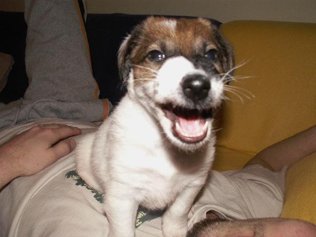Fotky: Foxteri�r hladkosrst� (foto, obrazky)