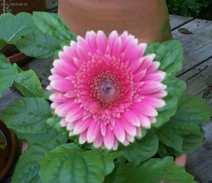Foto: Gerbera