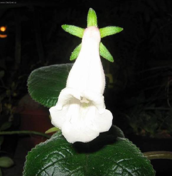 Fotky: Glox�nie (foto, obrazky)