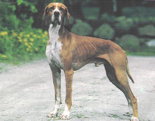 Foto: Hertha Pointer