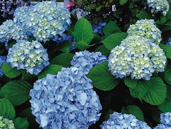 Fotky: Hortenzie velkolist� (foto, obrazky)